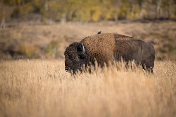 Bison bison, American bison is standing in dry grass, in typical autumn environment of Yellowstone,USA