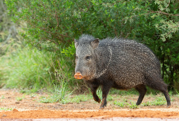 Wild Javelina (Peccary) in Southern Texas © Dennis Donohue
