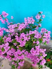 flowers in the garden