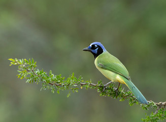 Beautiful Green Jay in Southern Texas 