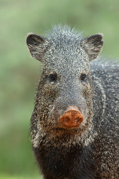 Wild Javelina (Peccary) in Southern Texas
