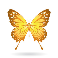 Colorful Butterfly Illustration