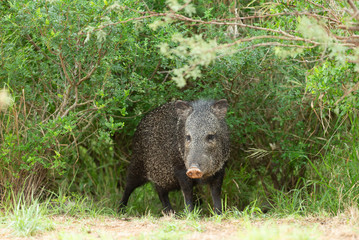 Wild Javelina (Peccary) in Southern Texas