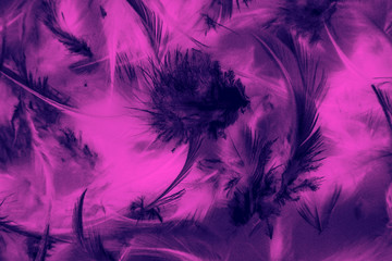 Obraz premium Beautiful abstract texture close up color white purple and pink feathers background and wallpaper