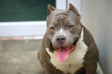  American pit bull dog . pit bull face         
