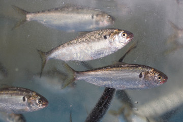 Gizzard shad in the aquarium. Konoshiro