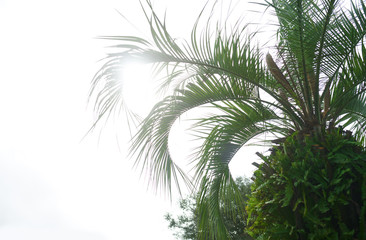 Palm trees against the sunny sky