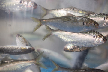 Gizzard shad in the aquarium. Konoshiro