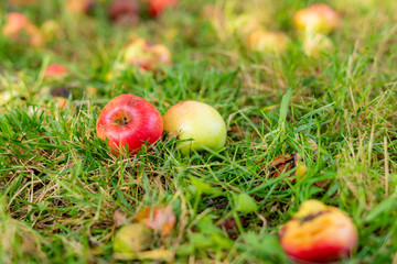 fallen ripe apples on the lawn grass under the tree