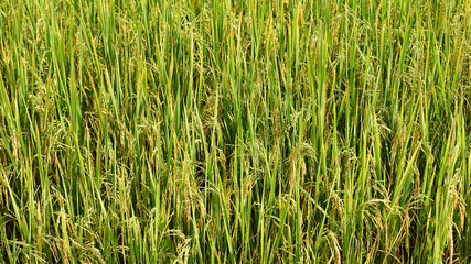 close up of ripening rice in a paddy field