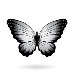 Colorful Butterfly Illustration