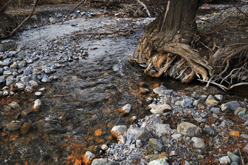 stream in forest