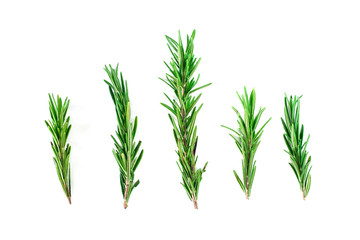 Top view, Branch and Leaf of fresh raw rosemary isolated on white background. Tiwgs - leaf green. Organic and herbal nature concept, Flat lay