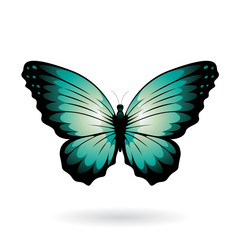 Colorful Butterfly Illustration