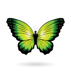 Colorful Butterfly Illustration