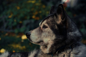 Portrait of a grey husky looking into the distance