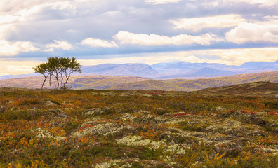 Forollhogna national park
