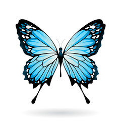 Colorful Butterfly Illustration