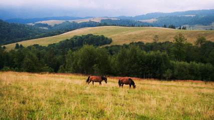 Landscape. Two brown horses graze in a meadow in the mountains.