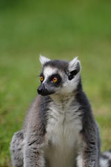 Fototapeta premium ワオキツネザル