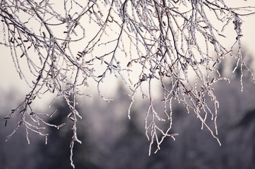 Fabulous winter view. Tree branches in a forest covered with sparkling ice.