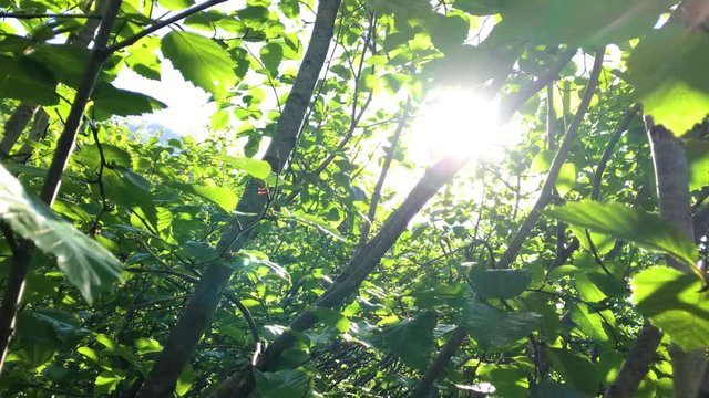 Close Up Shot of sunlight flickering through dense green forest