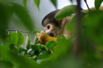 可愛いリスザル