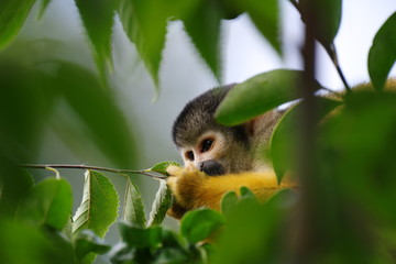 可愛いリスザル