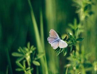 butterfly on a flower