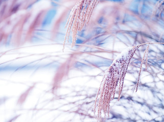 Decorative gentle ears in the fluffy snow in a snowy garden. soft selective focus.