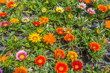 gazanias