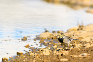 White wagtail Motacilla alba looking for new food.