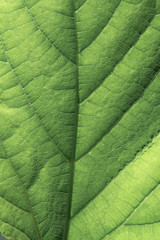 texture of green leaf