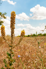field, sky, nature, landscape, grass, green, blue, plant, summer, meadow, flower, autumn, agriculture, yellow, cloud, spring, season, countryside, clouds, rural, outdoors, flowers, white, tree, farm