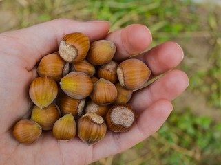 Fresh hazelnuts in the woman's hand close-up