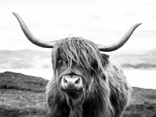 Fond de hotte en verre imprimé Highlander écossais vache écossaise bovins Highland