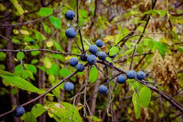 blue berries on a bush