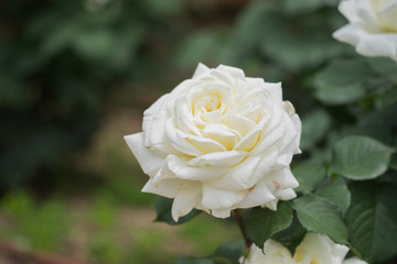 White rose