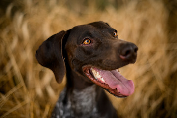 Happy brown dark dog looking at the side sticking out his tongue in the golden field