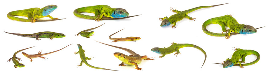 Green lizard set collection isolated on white background