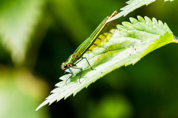 Banded Demoiselle (Calopteryx splendens) resting on a leaf