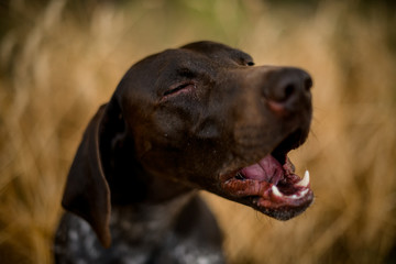 Brown dark color dog yawns in the golden field