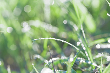 drop on green grass in the morning, macro close