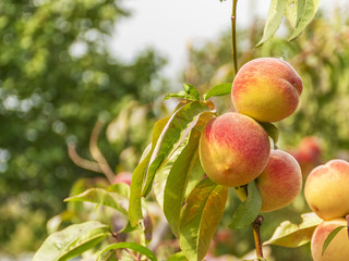 Ripe sweet peaches grow on a tree in the garden. Fruit on a branch. Harvesting in the fall. Natural vitamins. Vegetarian food..