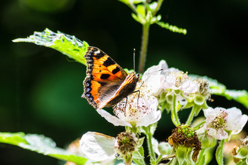 Small tortoiseshell butterfly Aglais urticae feeding on bramble blossom