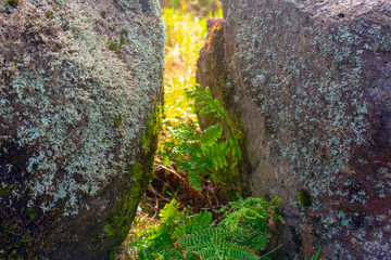 Flora in the Sete Cidades zone, Azores