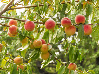 Ripe sweet peaches grow on a tree in the garden. Fruit on a branch. Harvesting in the fall. Natural vitamins. Vegetarian food..