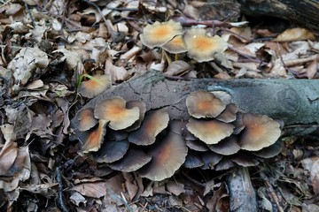 Wild grey mushrooms 01