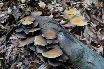 Wild grey mushrooms 02