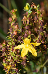Hypericum flowers (Hypericum perforatum or St John's wort) on the meadow , selective focus on some flowers